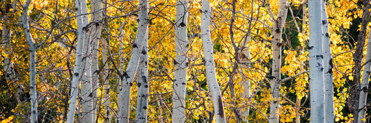 Aspen Trees in BC