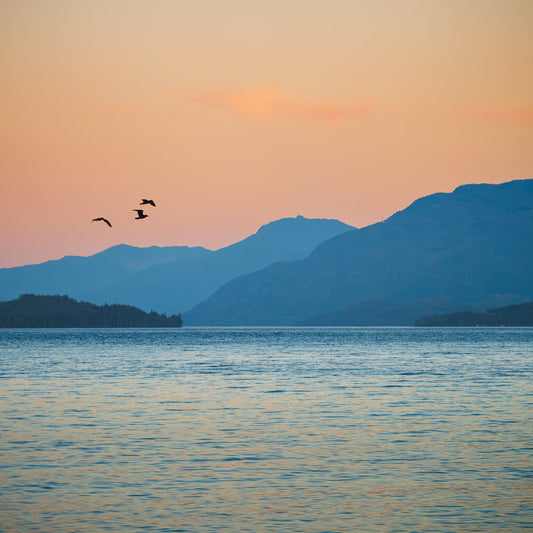 Slowing Down on Malcolm Island