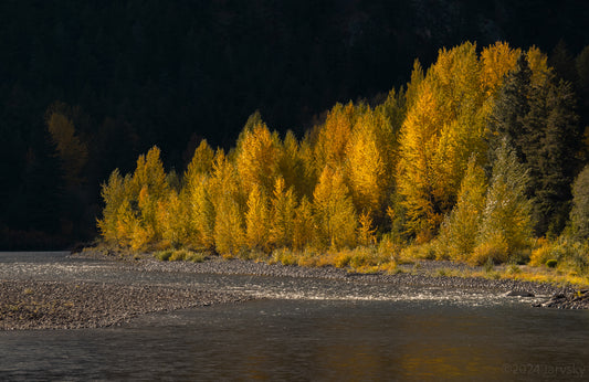 Glowing Larches 11