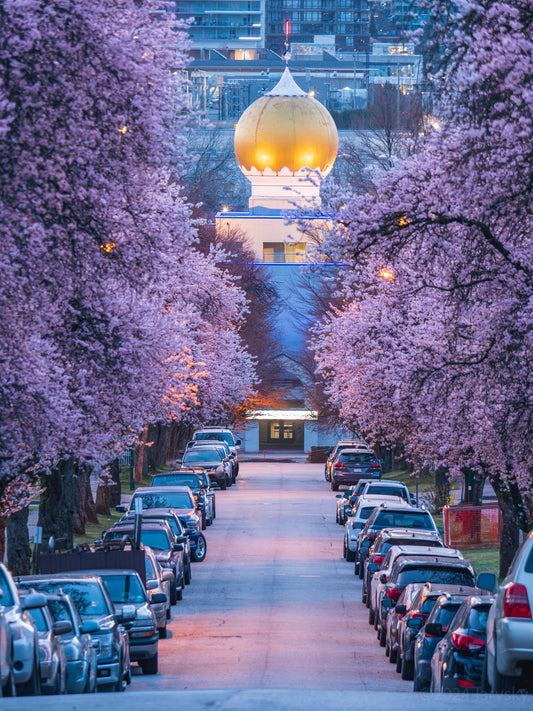 Vancouver Cherry Blossom 1