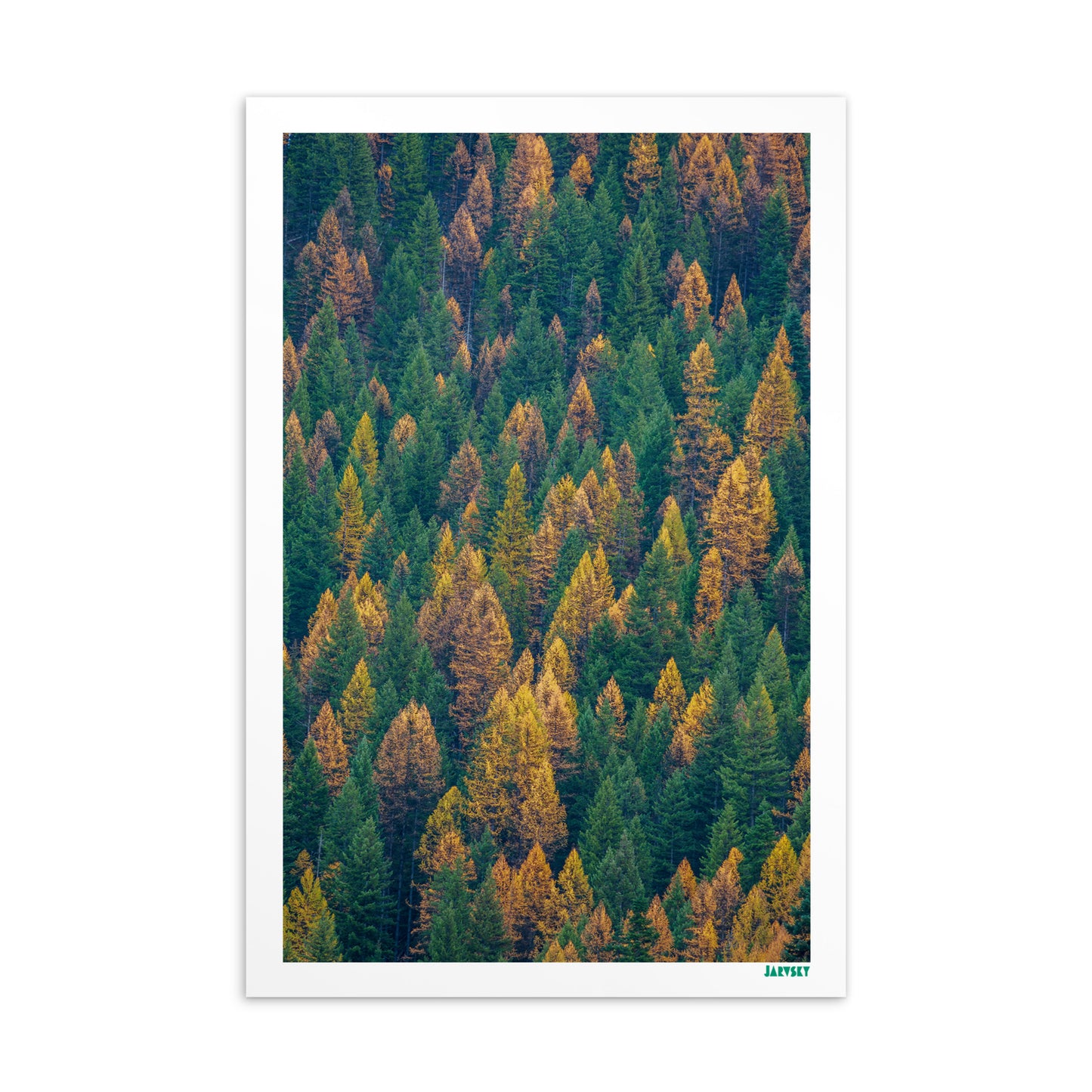 Autumn Collection - Golden Larch Pattern