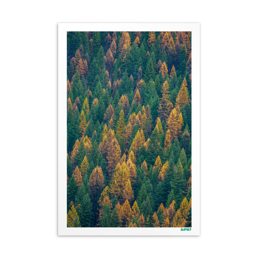 Autumn Collection - Golden Larch Pattern